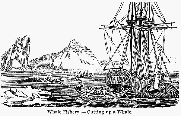 WHALING, c1840. Whale Fishery - Cutting up a Whale. Line engraving from an American school geography, c1840
