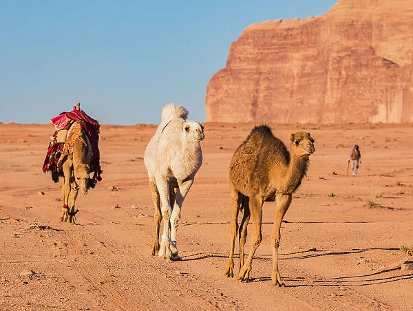 Three camels walking through the desert at Wadi Rum, Jordan