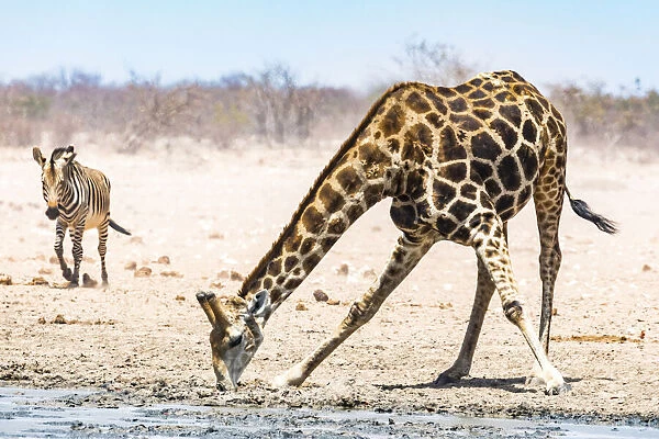 A giraffe and a zebra in Etosha National Park, Namibia