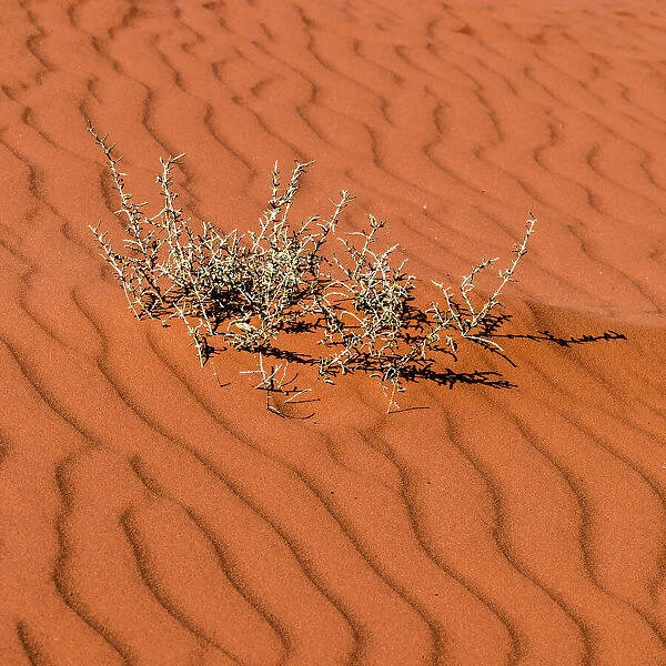 A plant surviving in the arid desert in Wadi Rum, Jordan