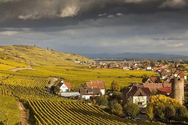 Vineyards above the village of Kaysersberg, France