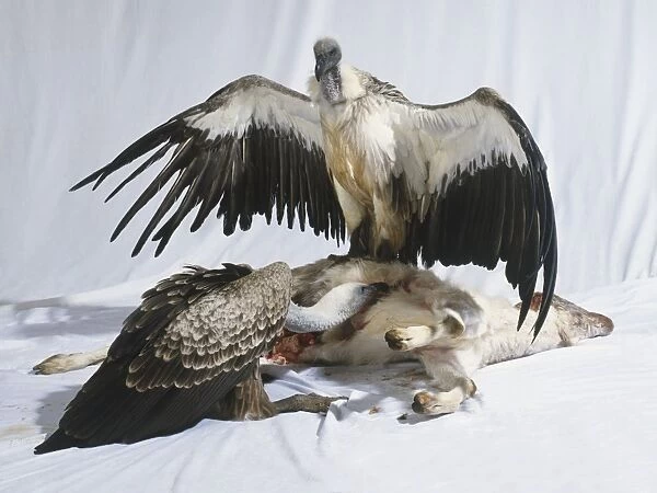 Two African white-backed vultures (Gyps africanus) standing over a dead lamb eating it