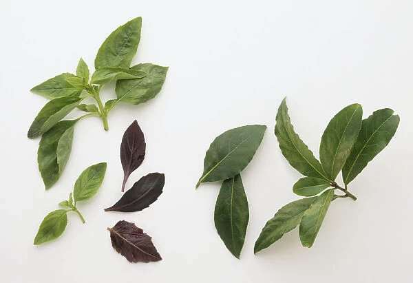 Aromatic herbs including Laurus nobilis, Bay leaves, and Ocimum basilicum, Basil