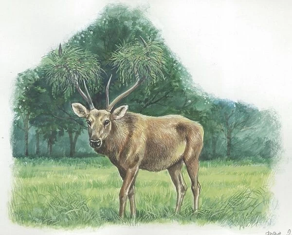 Barasingha Cervus duvauceli, male with antlers adorned with tufts of grass during mating season, illustration