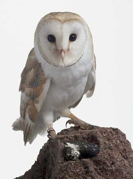 Barn Owl (Tyto alba) on a rock facing forward