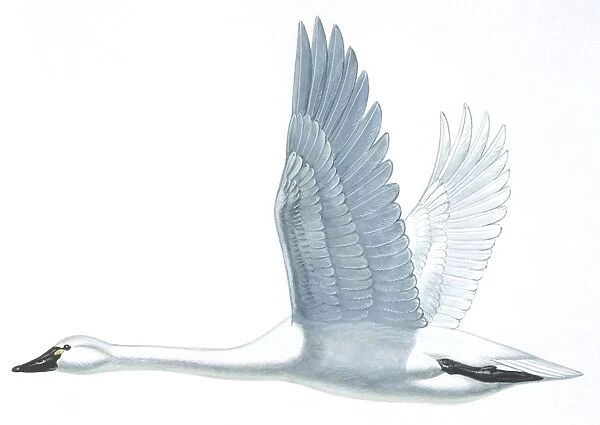 Birds: Anseriformes, Trumpeter Swan, (Cygnus buccinator), illustration