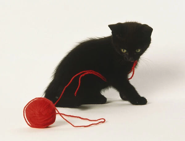Black kitten (Felis sylvestris catus) playing with red ball of wool