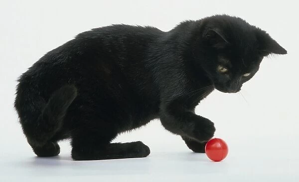 Black kitten playing with a red ball