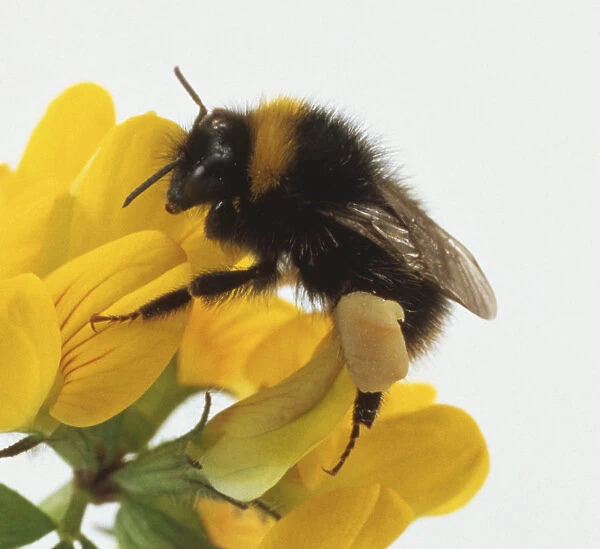 Bombus terrestris, Bumblebee, distinctive black and yellow stripes, pollen bags on legs filled with pollen, hooks on feet gripping petals, wings folded