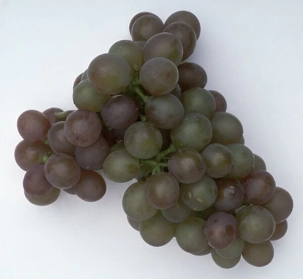 Bunch of early Siegerrebe (Victory vine) German wine grapes