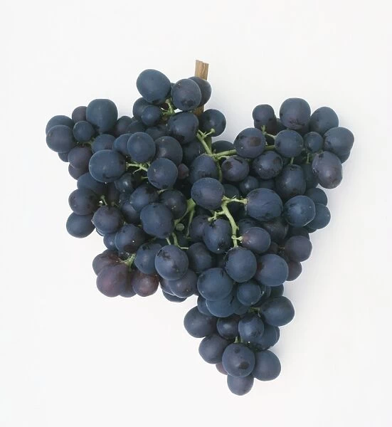 Bunch of Vitis vinifera Black Hamburgh (Black Hamburgh grapes)