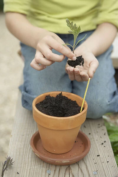 Child planting tomato seedling