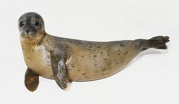 Common seal (Phoca vitulina), pup lying on its side, looking at camera