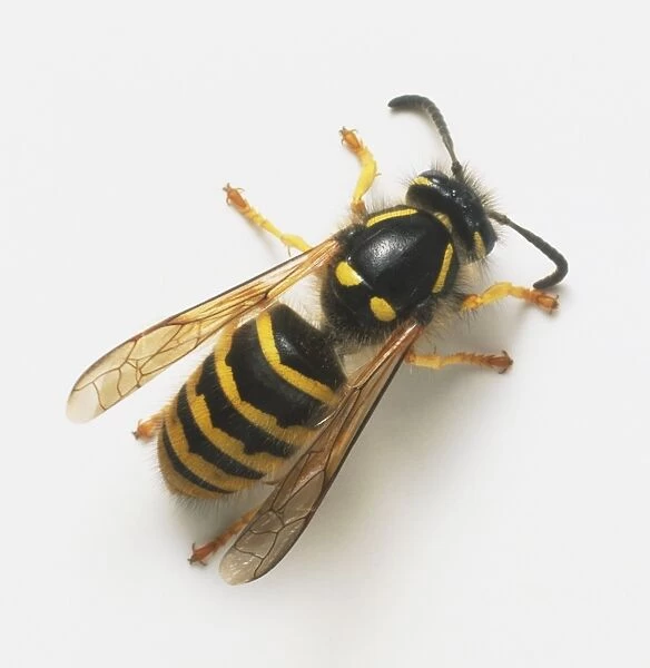 Common Wasp (Vespula vulgaris), view from above