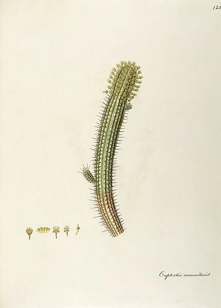 Corncob Plant (Euphorbia mammillaris), Euphorbiaceae, indoor or temperate greenhouse succulent plant, native to Southern Africa, watercolor, 1806-1812