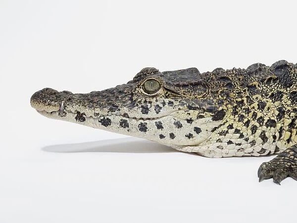 Cuban Crocodile (Crocodylus rhombifer) head in profile, showing natural pattern on scaly skin