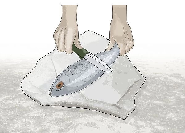 Digital illustration of scraping scales off fish using knife