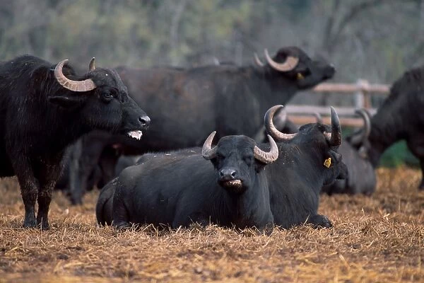 Domestic Buffalo. Bubalus Bubalis