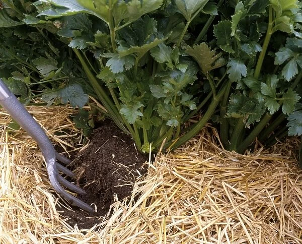 Earthing up beans in soil using a long-handled digging hoe