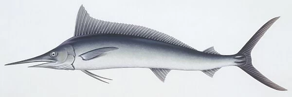 Fishes: Beloniformes, Mediterranean spearfish (Tetrapturus belone )