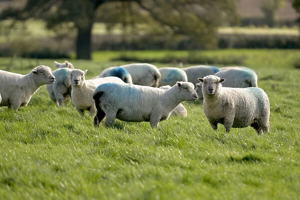Flock of sheep (ovis aries) in field