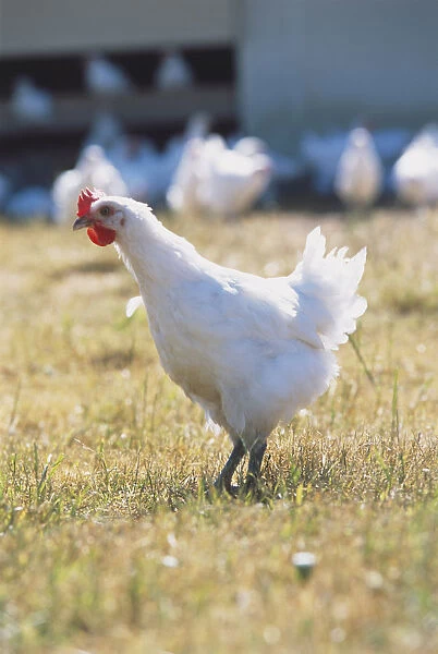 Gallus gallus, Domestic Chicken in a field, side view