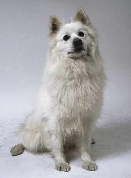 A giant German spitz with a thick bushy white coat sits on its haunches and pricks up its ears