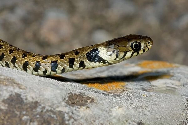 Grass Snake Or Ringed Snake. Natrix Natrix