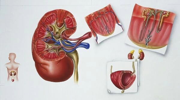Illustration showing excretory organs