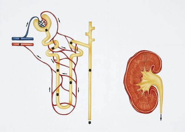 Illustration showing nephron structure and kidney