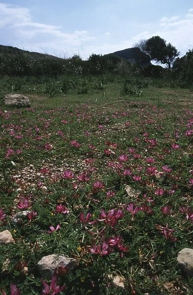 Italy, Sardinia Region, Olbia-Tempio province, Promontory of Capo Figari, Flowery meadow