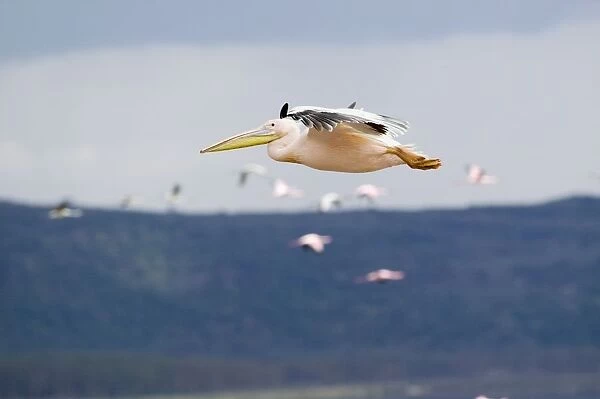 Kenya, Rift Valley, Lake Nakuru National Park, Pelican (Pelecanus onocrotalus) flying over Cormorant Point, side view