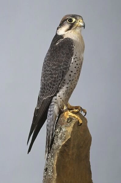 Lanner falcon (Falco biarmicus) perching on a rock, side view