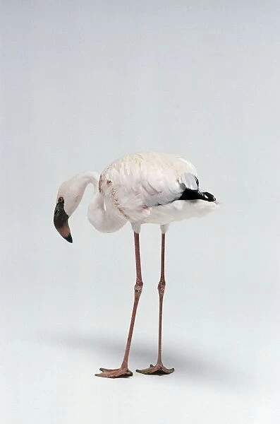 Lesser flamingo (Phoenicopterus minor), side view