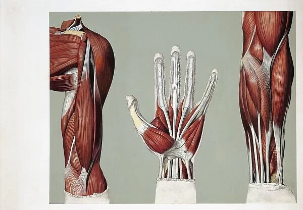 Medical illustration of Muscular system, Anterior arm, palm of hand and forearm muscles, drawing
