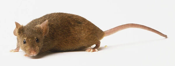 Mouse (Mus sp. )