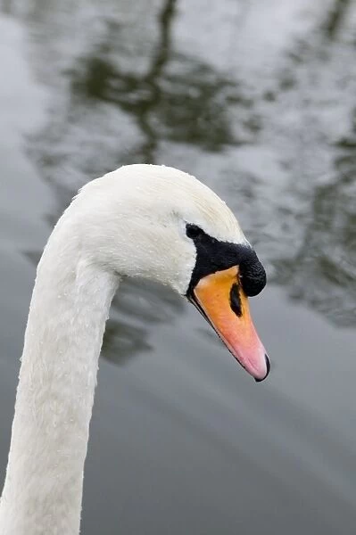 Mute swan (Cygnus olor) head in profile