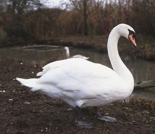 Mute swan (Cygnus olor) standing on the bank of a river