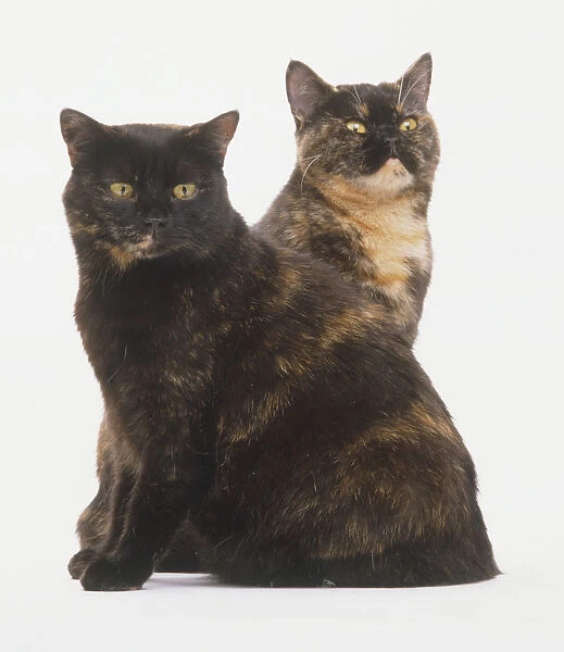 Pair of brown tortoiseshell British Shorthair Cats (Felis catus) sitting one behind the other, facing forward