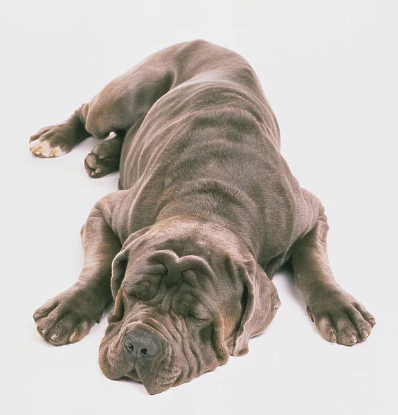 Shar Pei, wrinkly chocolate brown dog, lying down asleep