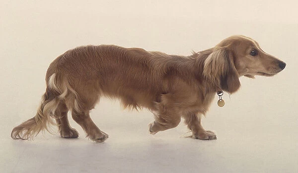 A small, long haired, red gold ginger dog walks along the floor while pointing its slender snout
