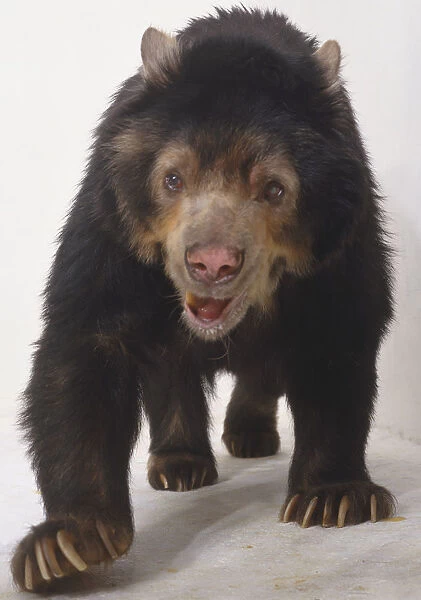 Spectacled Bear, Tremarctos ornatus, cub viewed from the front, with a gaping mouth