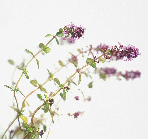 Thymus pulegioides (Wild Thyme), small pale purple flowers and green, lemon-scented leaves on long stems