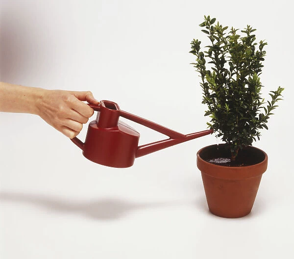 Using a watering can to water a potted plant