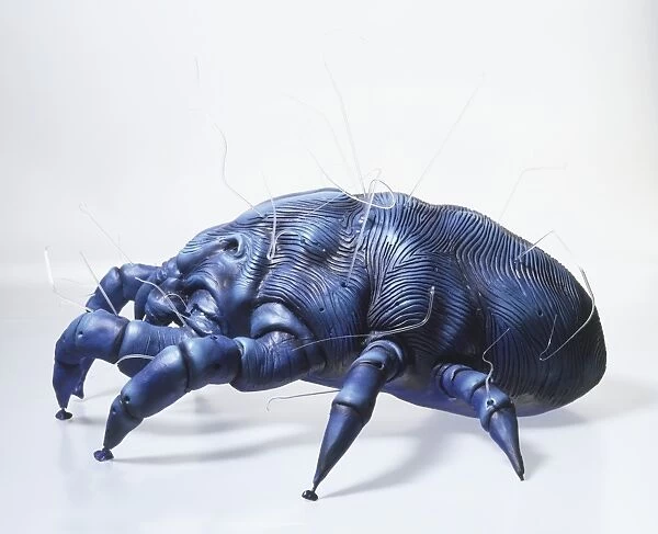 Side view of model of Dust Mite