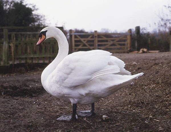 White Swan (Cygnus olor) standing near a fence, side view