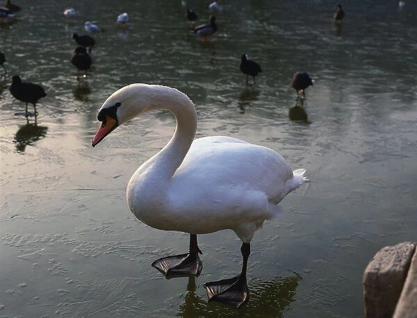 White swan standing in water
