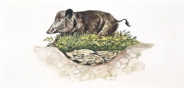 Wild boar (Sus scrofa) guarding its nest, illustration