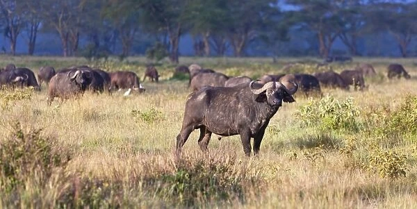 African Buffalos -Syncerus caffer- in morning light, Lake Nakuru National Park, Kenya, East Africa, PublicGround