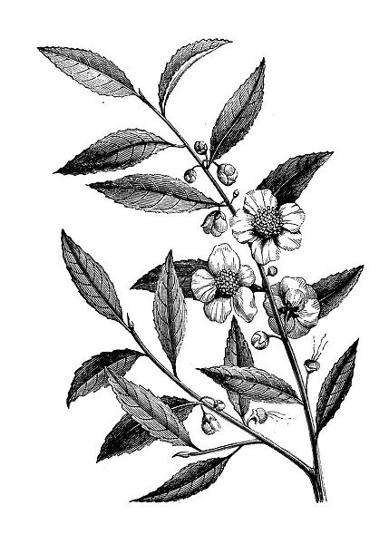 Antique botany illustration: tea crop